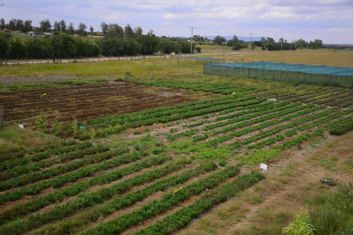 Kumar Sheth's organic farm in Kenya.jpg